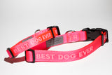 Best Dog Ever (Pink) Collar - 62009 & 62011