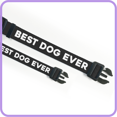 Best Dog Ever (Black) Collar - 62016 & 62017