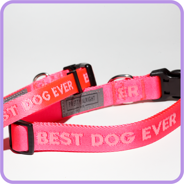 Best Dog Ever (Pink) Collar - 62009 & 62011